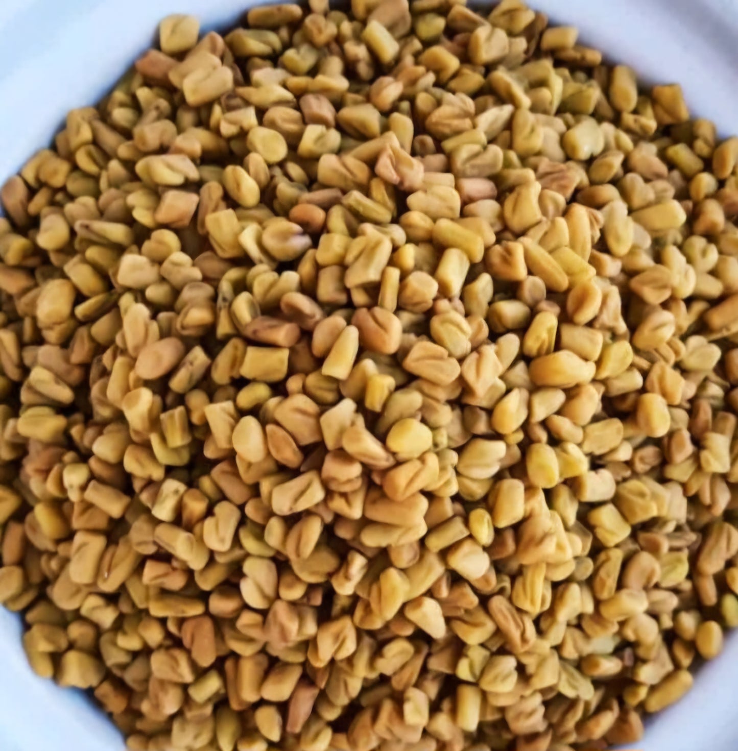 Fenugreek  Seeds
